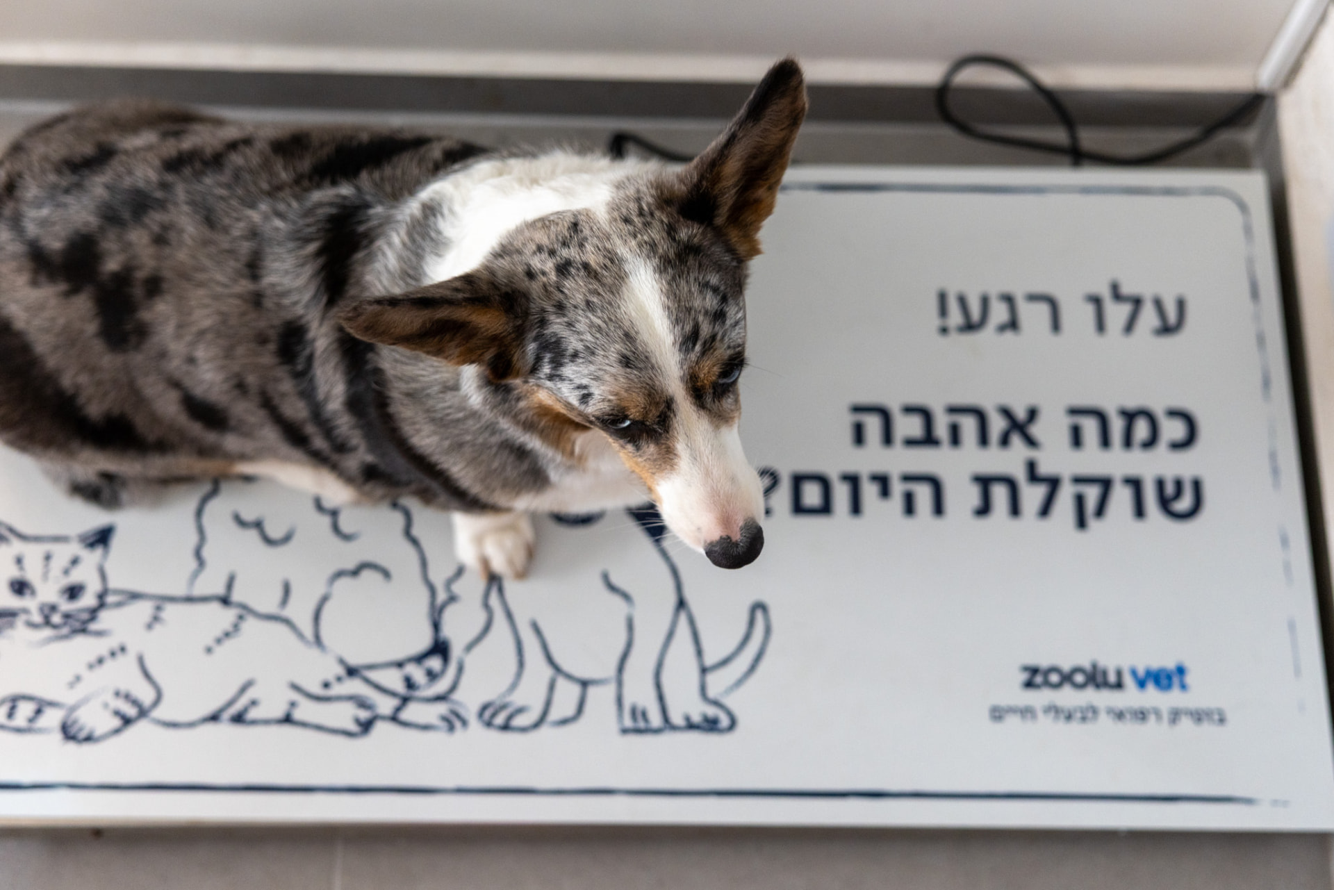 כלב קורגי על משטח השקילה עם שילוט Zoolu Vet